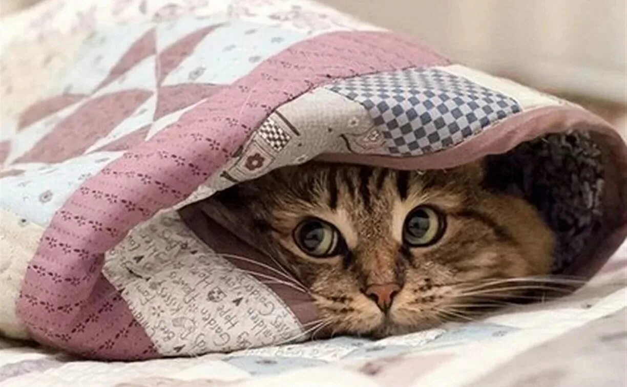 Кот в одеяле. Кот в одеяле