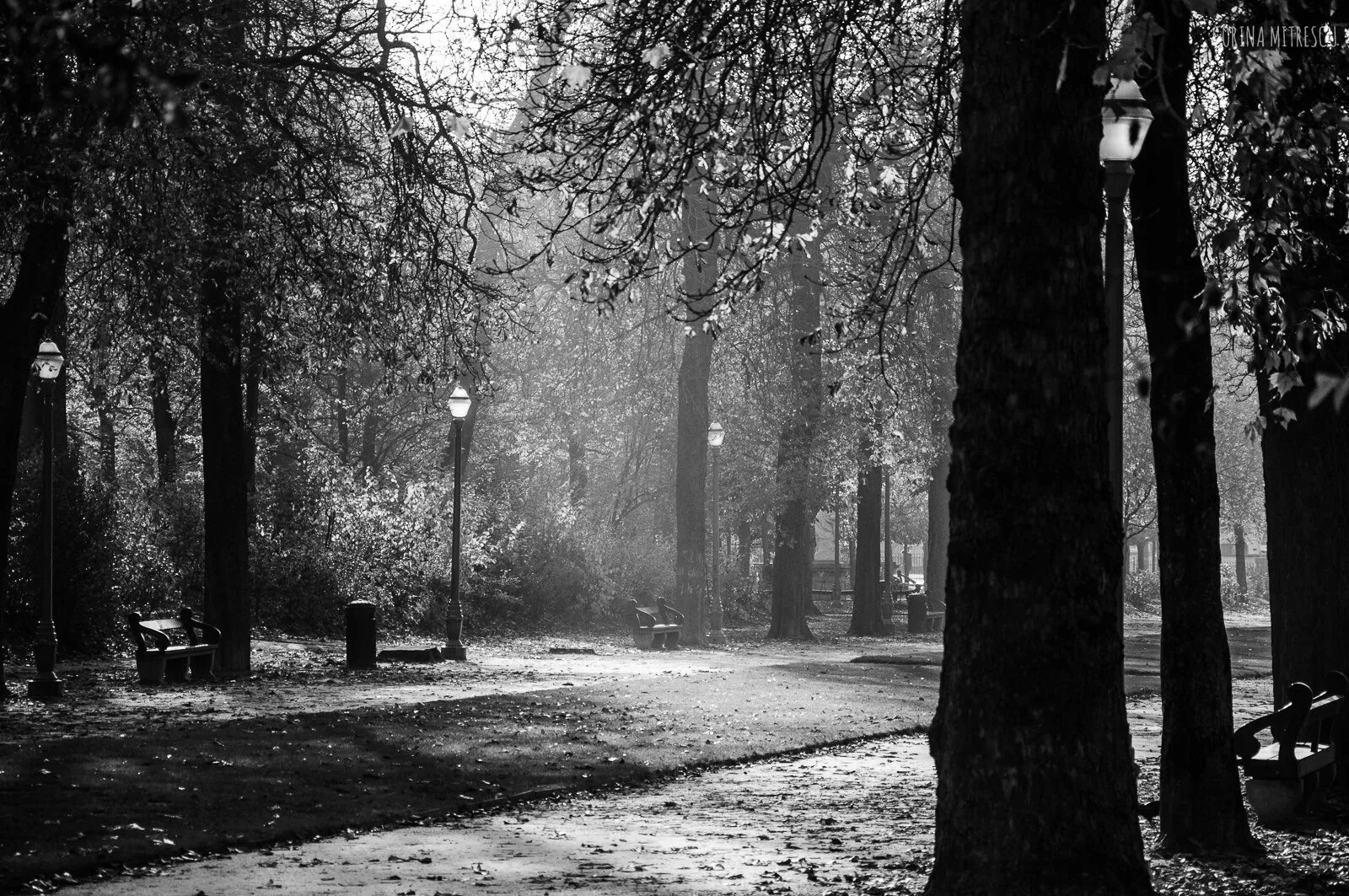 Есть в старом парке черный. Темный парк. Черно белая осень. Парк черно белый. Парки чб.