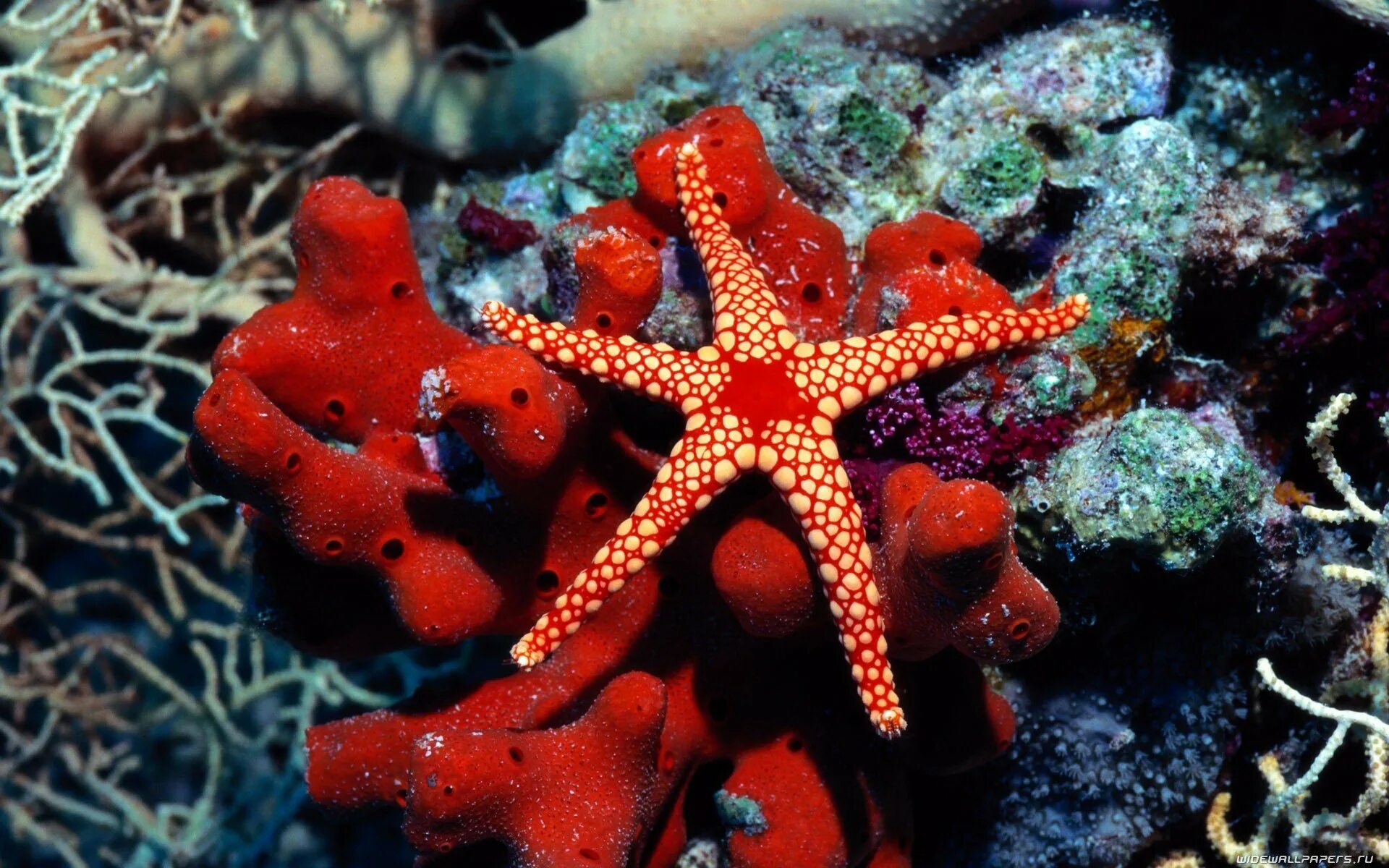Красный морской обитатель. Иглокожие Барьерный риф. Коралл актиния. Обитатели коралловых рифов красного моря. Кораллы это иглокожие.
