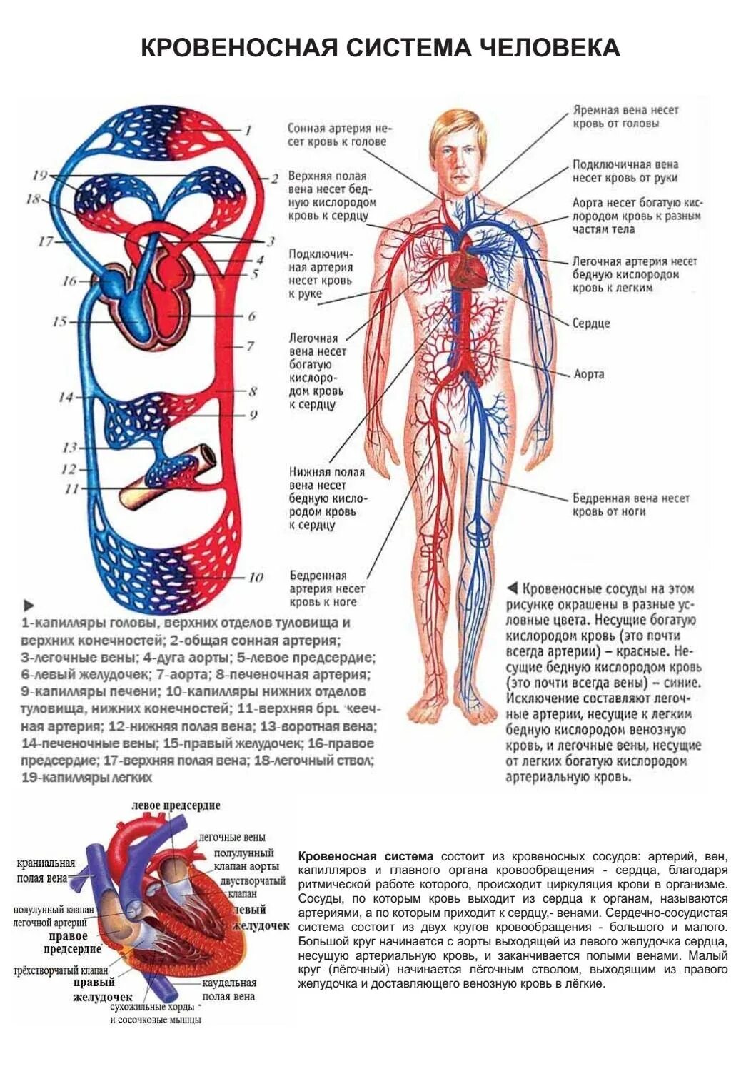 Артерии и вены тела. Строение кровеносной системы человека. Строение тела человека вены и артерии. Органы кровеносной системы схема. Строение вен и артерий человека анатомия.