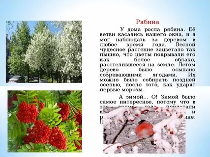 Проверочное слово к слову рябина