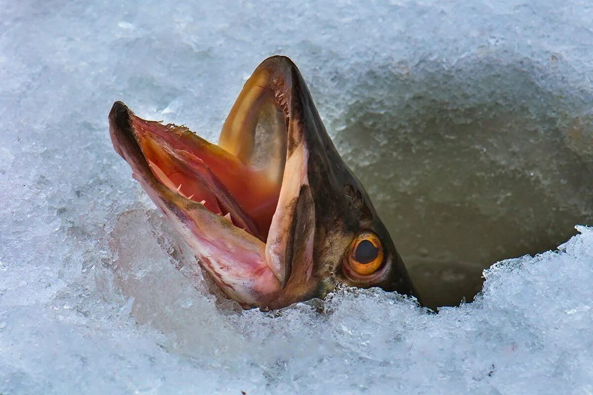 Рыба в проруби. Рыба подо льдом. Рыба в лунке. Щука подо льдом.