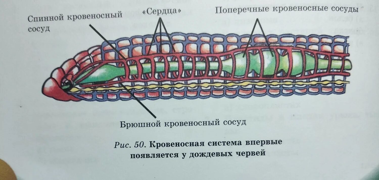 Кольцевые сосуды дождевого червя. Кровеносная система кольчатых червей. Кольчатые черви кровеносная система. Кровеносная система кольчатого червя. Кольчатые черви строение.