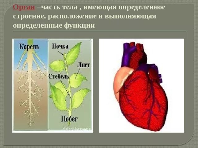 Тела растений имеет строение. Часть тела растения выполняющая определенные функции это. Часть тела растения имеющее определенное строение. Часть органа имеющая определенное строение это. Орган часть тела выполняющая определенную функцию.