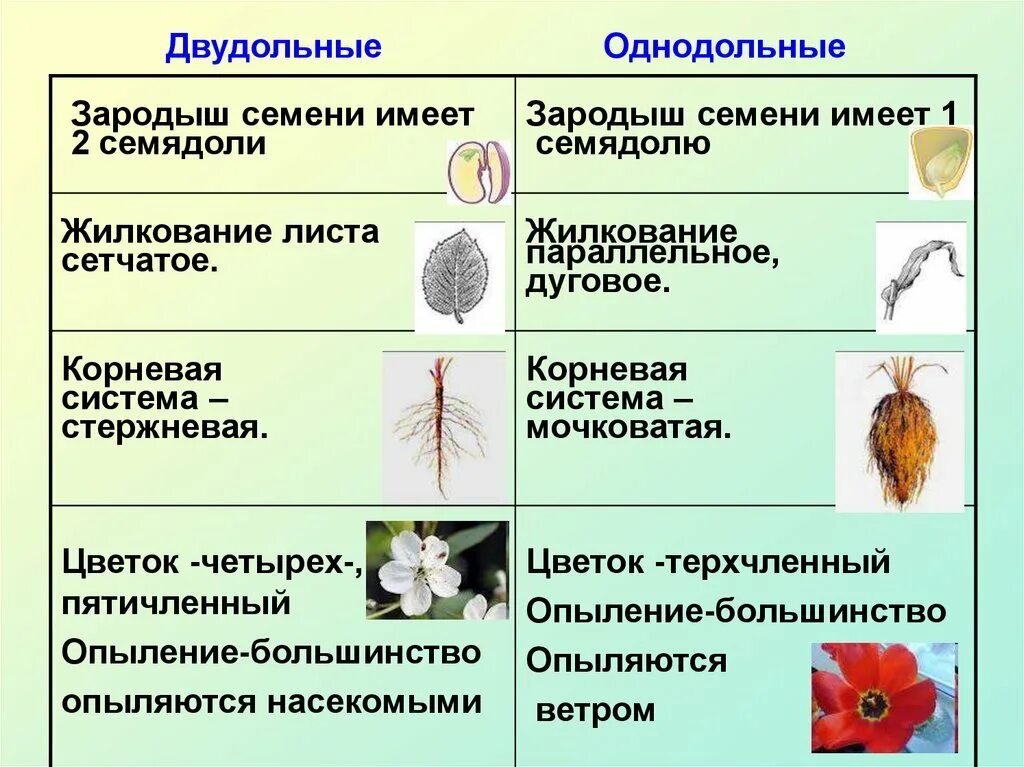 Почему покрытосеменные получили. Семейства однодольных и двудольных растений. Характеристика однодольных и двудольных растений. Покрытосеменные растения Однодольные и двудольные. Семейства покрытосеменных двудольных растений.