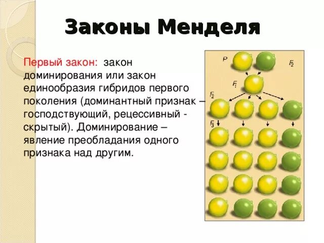 Наследственность горох. 1 Менделя. Законы Менделя первый закон. 1 Закон Менделя горох. Грегор Мендель моногибридное скрещивание.