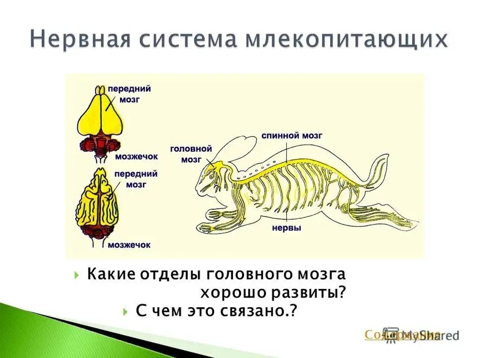 Нервная система млекопитающих 8 класс. Нервная система млекопитающих 7 класс биология. Нервная система млекопитающих схема. Нервная система и головной мозг млекопитающего схема. Нервная система млекопитающих схема биология 7 класс.