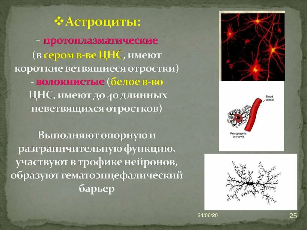 Астроцитарная глия гистология. Плазматические астроциты строение. Нервная ткань астроциты. Астроциты функции гистология.