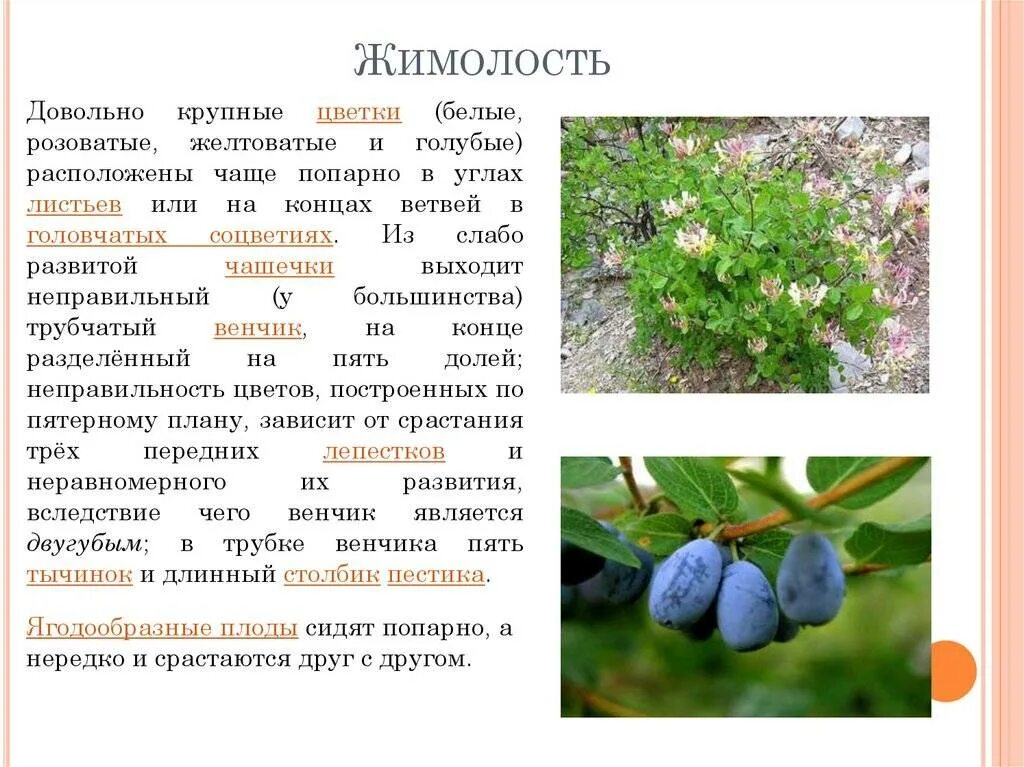 Можно ли давать детям жимолость. Жимолость описание ягоды. жимолость описание растения.
