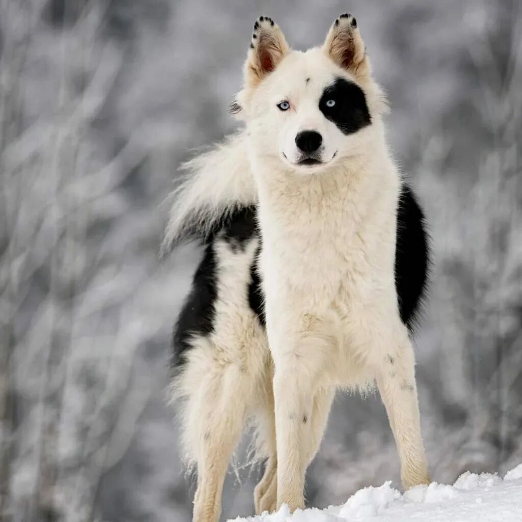 Собаки якутии. Якутская ездовая лайка. Якутская хаски. Собаки якутии. Якутская лайка.