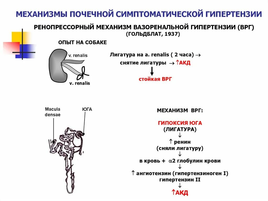 Давление при заболевании почек. Механизм повышения ад при почечных заболеваниях. Механизм развития почечной артериальной гипертензии. Механизм развития артериальной гипертензии при патологии почек. Механизм повышения артериального давления при патологии почек.