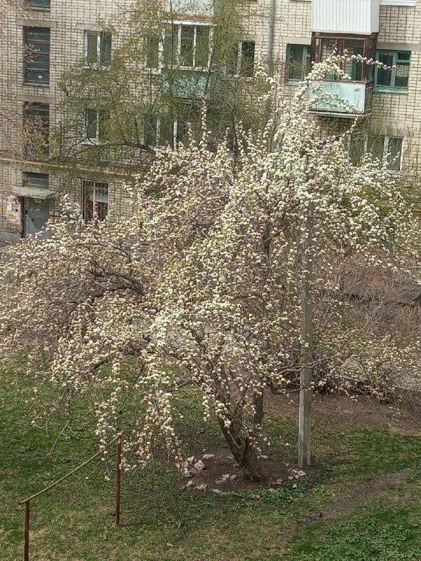 Айша идрисова когда зацветут яблони. Цветущие яблони в екатеринбурге. в екатеринбурге яблони цветут.