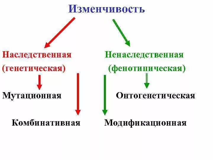 Наследственная комбинативная и мутационная. Модификационная комбинативная и наследственная изменчивости. Онтогенетическая изменчивость наследственная и ненаследственная. Комбинативная наследственная изменчивость. Ненаследственная изменчивость схема.