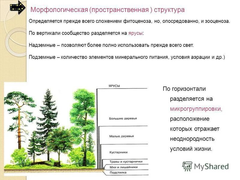 Каком природном сообществе наибольшее число надземных ярусов