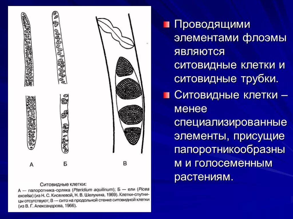 Проводящие элементы флоэмы – ситовидные трубки. Ситовидные клетки. Ситовидные клетки голосеменных. Ситовидные трубки у голосеменных. Проводящей клеткой флоэмы является