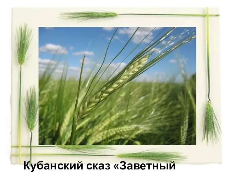Кубановедение 3 класс твои земляки труженики