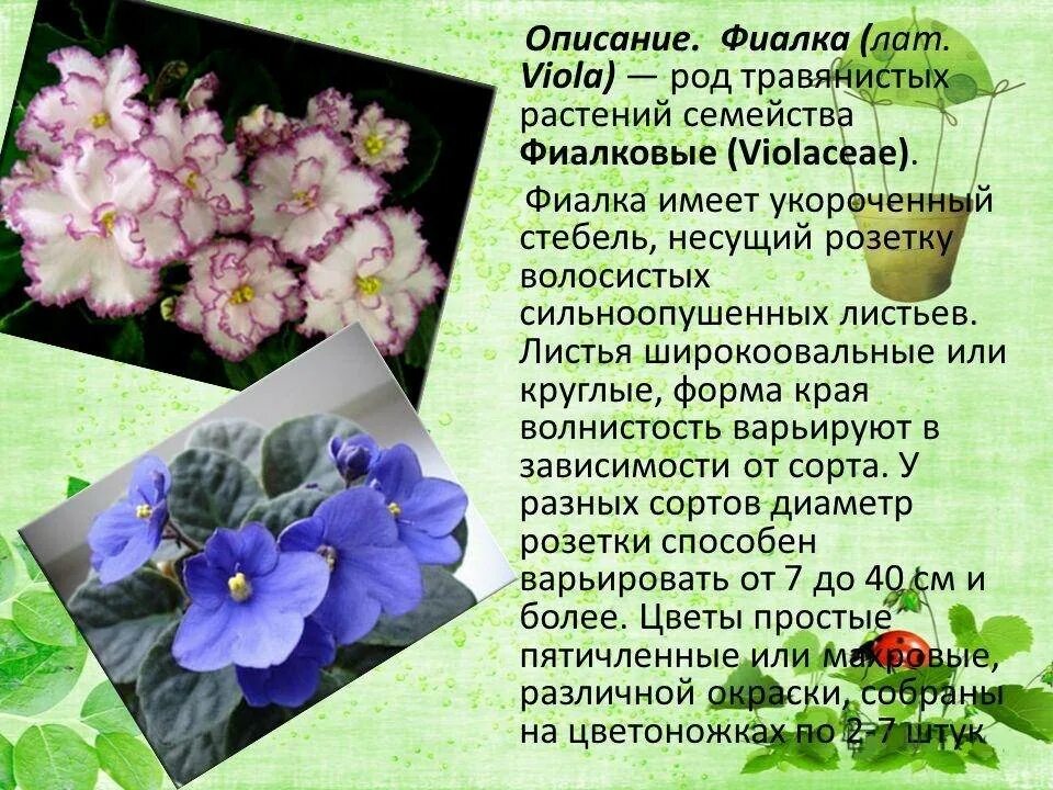 Сообщение о домашнем растении 2 класс