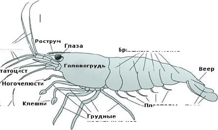 Строение креветки головогрудь. Строение креветки схема. Строение конечностей креветки. Строение королевской креветки внутреннее. Речной рак головогрудь брюшко