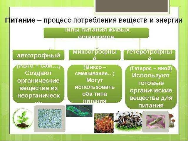 Типы питания биология 8 класс. Организмы по способу питания схема. Схема способы питания живых организмов. Типы питания живых организмов схема. Организмы по способу питания 5 класс биология.