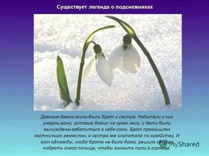 Презентация 19 апреля день подснежника