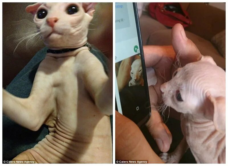 Кот добби. Кот похожий на добби. коты похожие на добби. добби порода кошек. кот похожий на добби из гарри поттера.