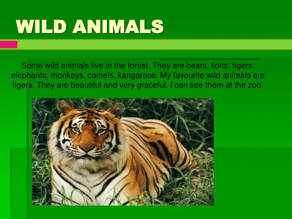 Wild animals essay. Презентация на тему my favourite animal. Проект на тему my favourite animal. Презентацию my favourite Wild animal,. Проект Wild animal 5 класс.