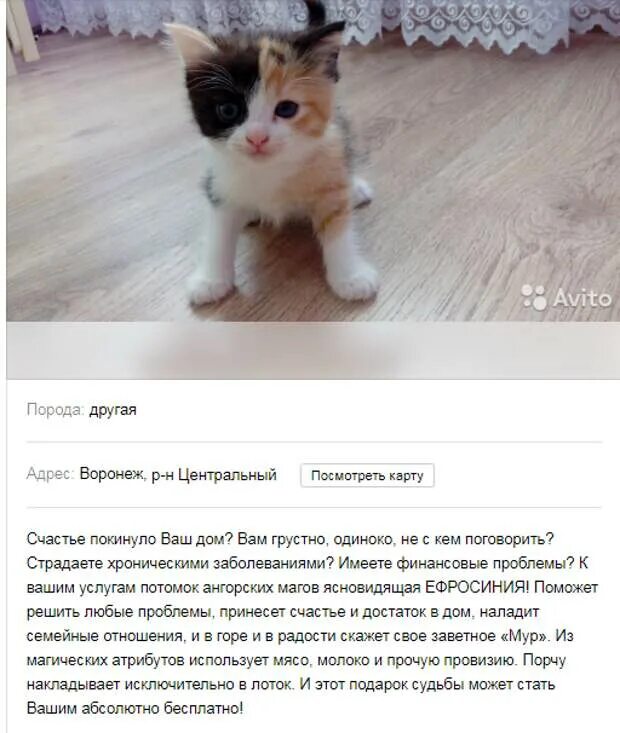 Креативные объявления про котят. Смешные объявления про котят. Смешные объявления отдам котят. Прикольное объявление отдам котенка. Отдам кошку в хорошие