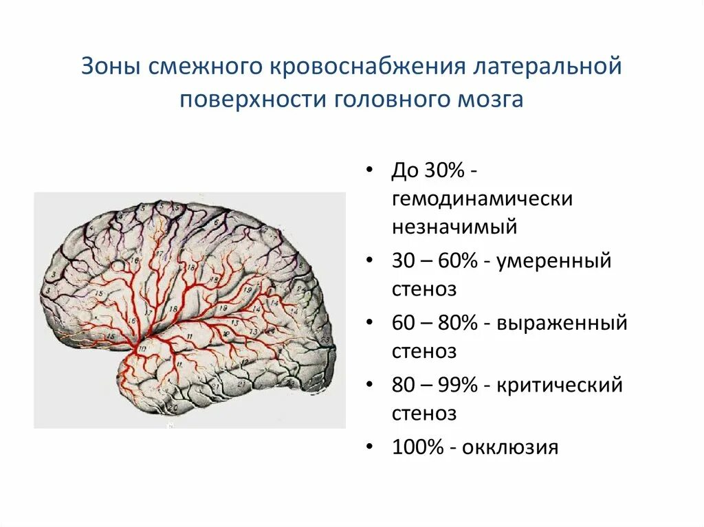 Поступление крови в мозг. Зоны кровоснабжения головного мозга. Зоны смежного кровоснабжения. Зоны смежного кровообращения головного мозга. Бассейны кровоснабжения головного мозга.