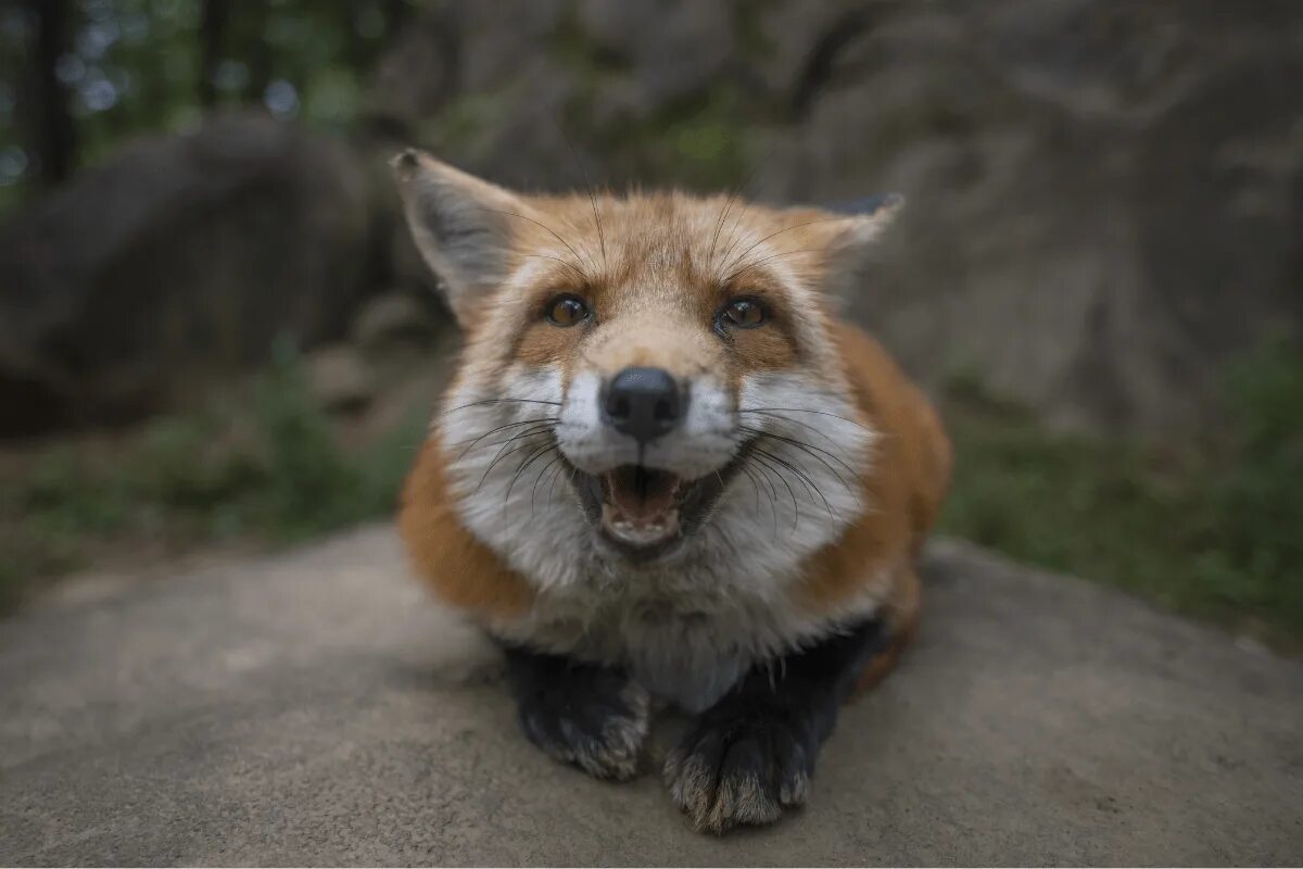 Happy Fox.