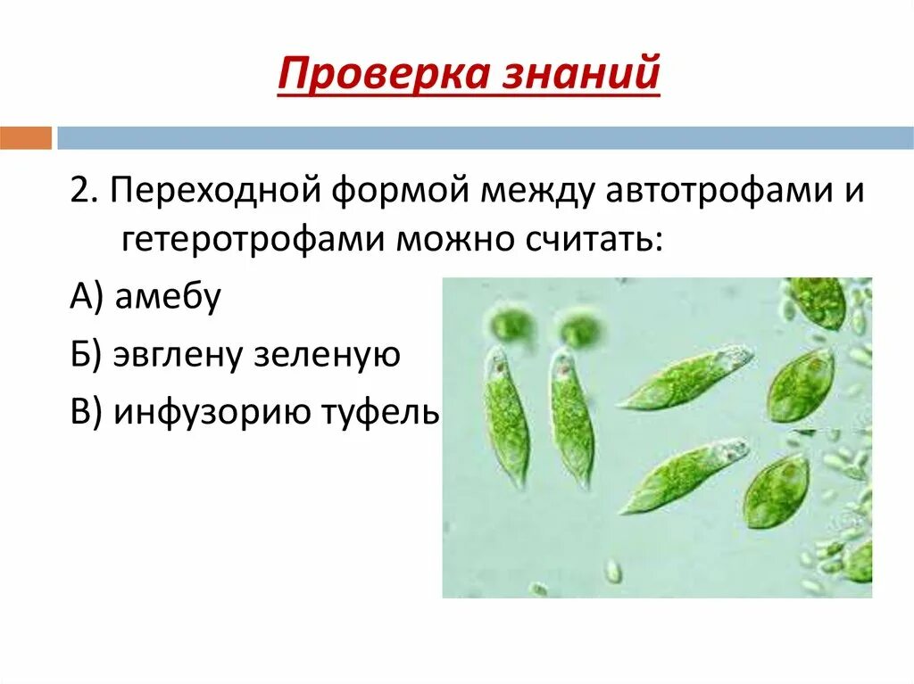 Трипаносома Тип питания гетеротрофный или автотрофный. Простейшие автотрофы. Эвглена зеленая переходная форма. Эвглена автотроф или гетеротроф.