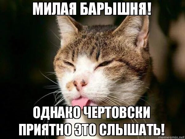 вопрос мем. милая барышня слова. песня барыня текст песни. ошарашивающие картинки. мэнди юргенс художник.