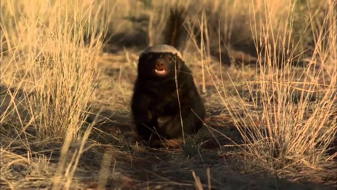 Медоед. Медоед в норе. Медведь медоед. Медоед побег.