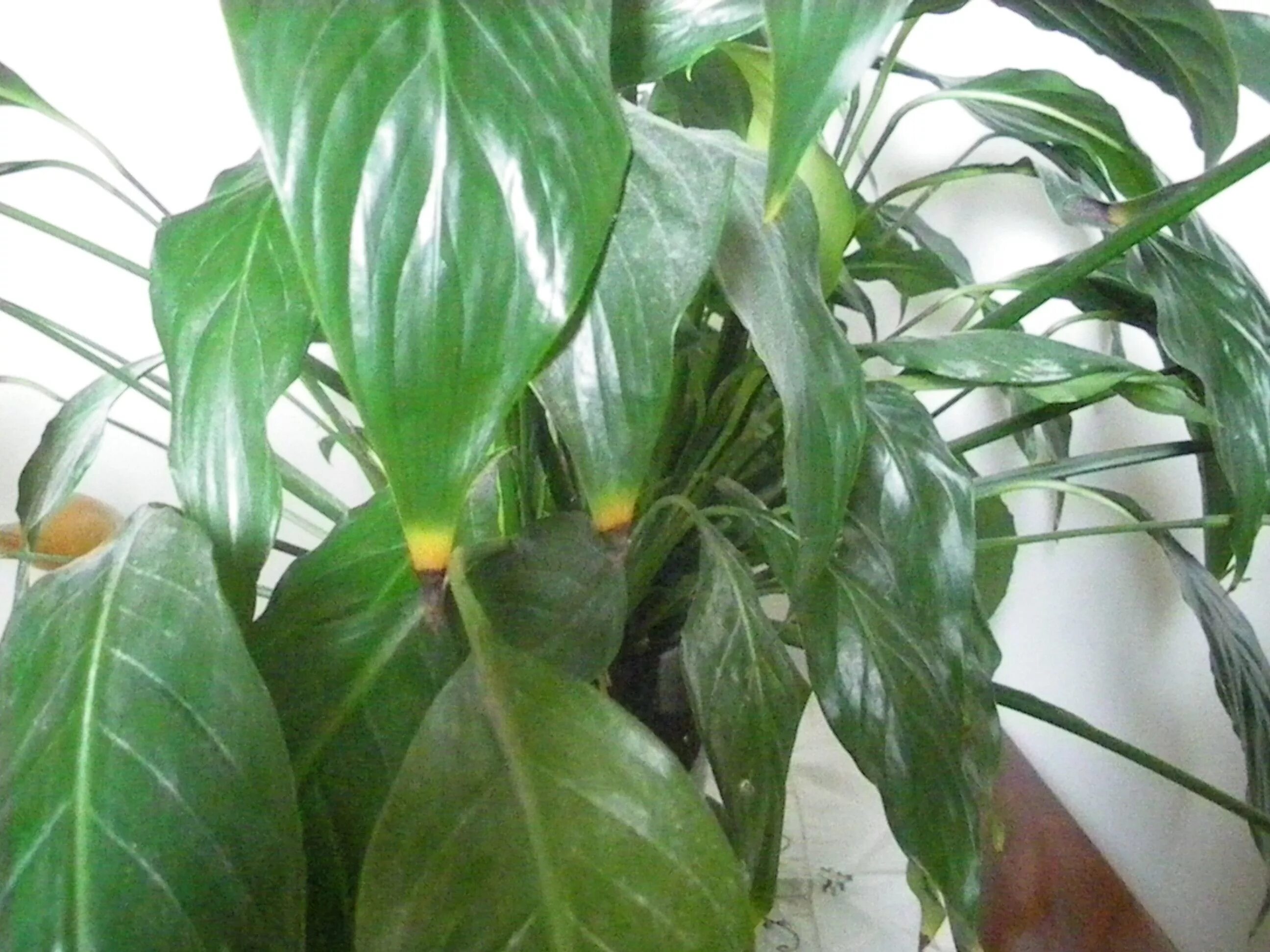 Спатифиллум фузариоз. Вертициллез спатифиллума. Септориоз спатифиллум. Почему у спатифиллума вянут листья. Спатифиллум сохнут листья.