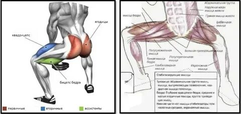 Присед мышцы работают