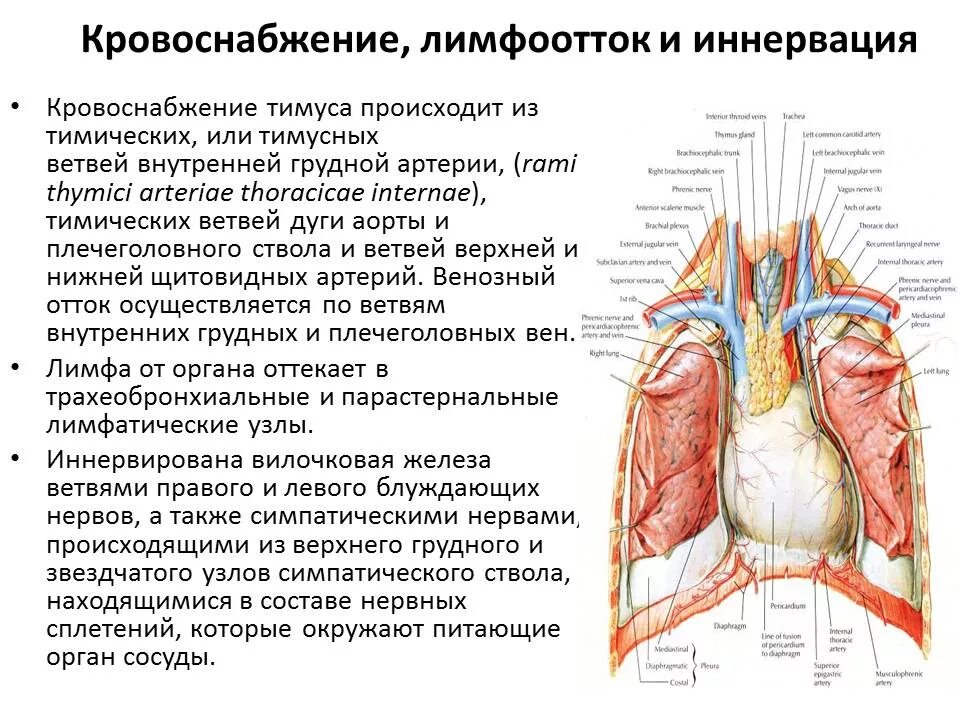 Лимфоузлы надпочечников. Топографическая анатомия вилочковой железы. Легкие кровоснабжение иннервация лимфоотток. Кровоснабжение иннервация и отток лимфы в легких. Диафрагмальный нерв анатомия топография.