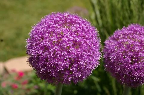 Лук декоративный кристофа