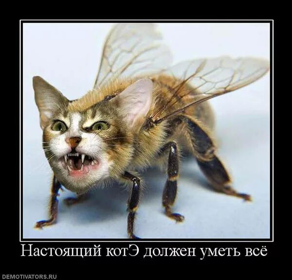 коты и мухи. кот охотится за мухой. коте муха. коте муха. коте муха.