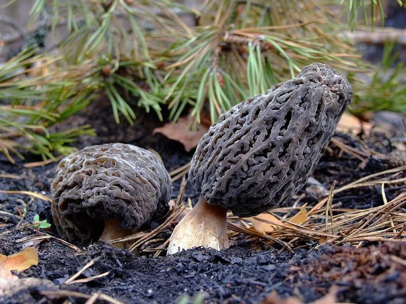 2 сморчка. весенние грибы сморчки. сморчки. сморчок (morchella). сморчки.