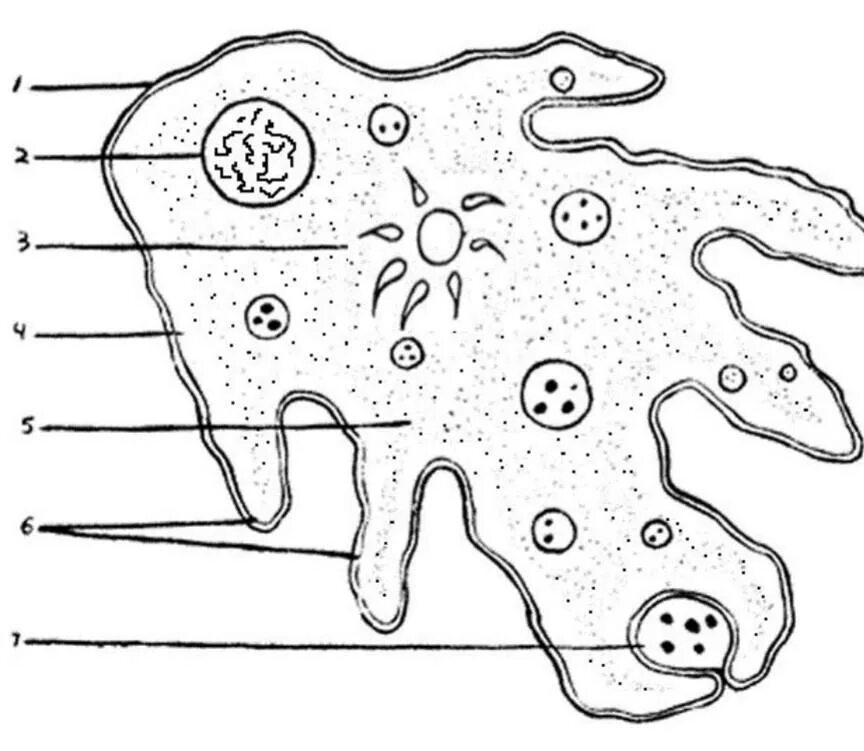 Какой цифрой обозначена на рисунке стадия амебы. Амёба обыкновенная. Строение амебы без подписей. Амёба обыкновенная раскраска. Амёба обыкновенная рисунок.