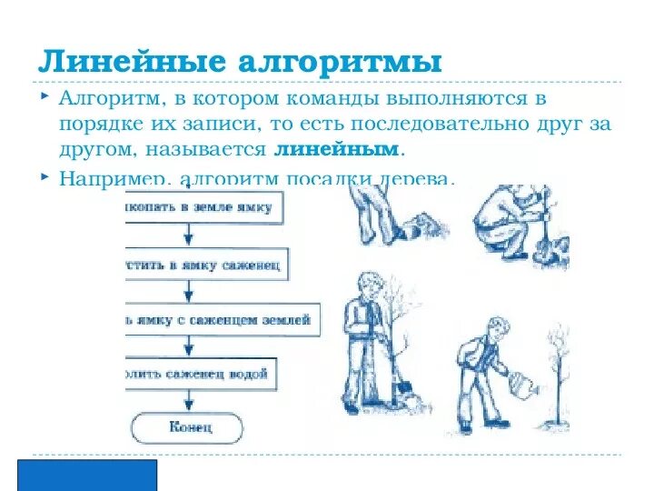 Расставьте действия в нужном порядке алгоритм. Линейный алгоритм посадки дерева. Алгоритм посадки дерева. Составить алгоритм посадки дерева. Блок схема алгоритма посадки дерева.