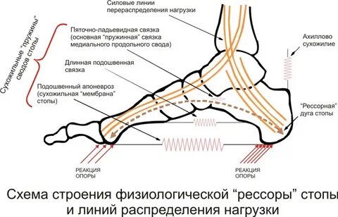 Болят сухожилия на ногах в голеностопном