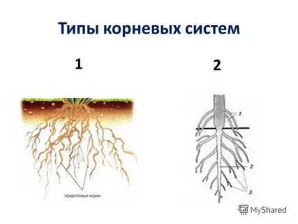 2 тип корневой системы
