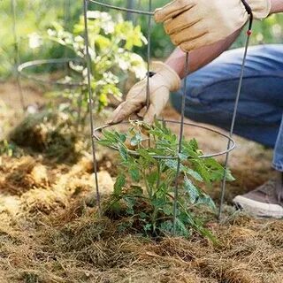 Plant off