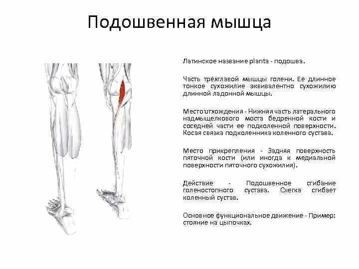 Как называется процесс при котором мышца. Подошвенная мышца голени функции. сухожилие трехглавой мышцы голени. трехглавая мышца голени форма. подошвенная мышца крепление.