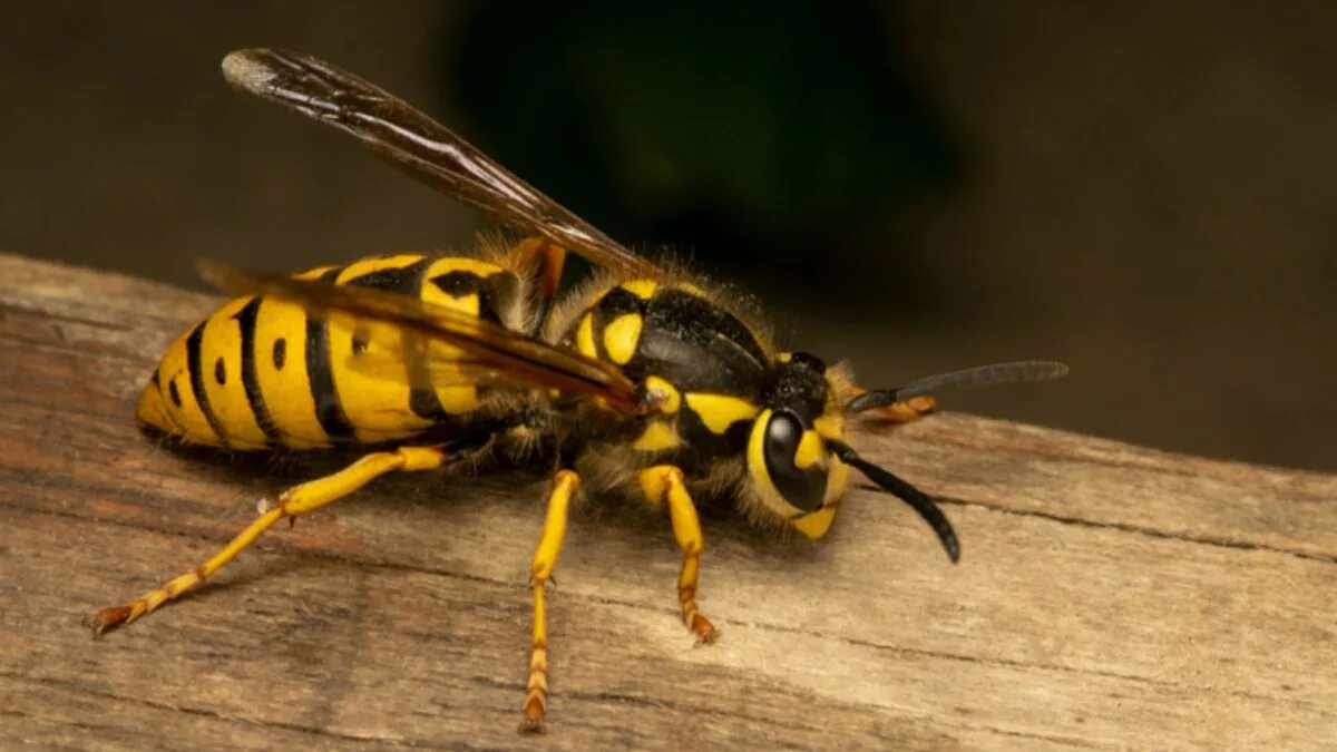 Сколько живут осы. Yellow Jacket Wasp. Шершни / Yellowjackets. Bee vs Wasp. Yellow Jacket насекомое.
