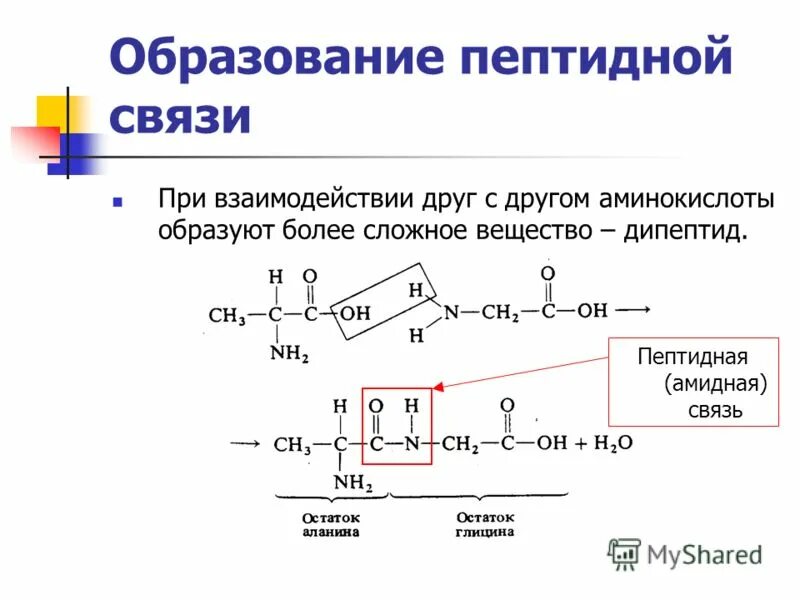 Синтез полипептидной. Схему реакции образования дипептида. Реакция образования пептидной связи. Схема реакции образования пептидной связи. Реакции аминокислот с образованием пептидной связи.