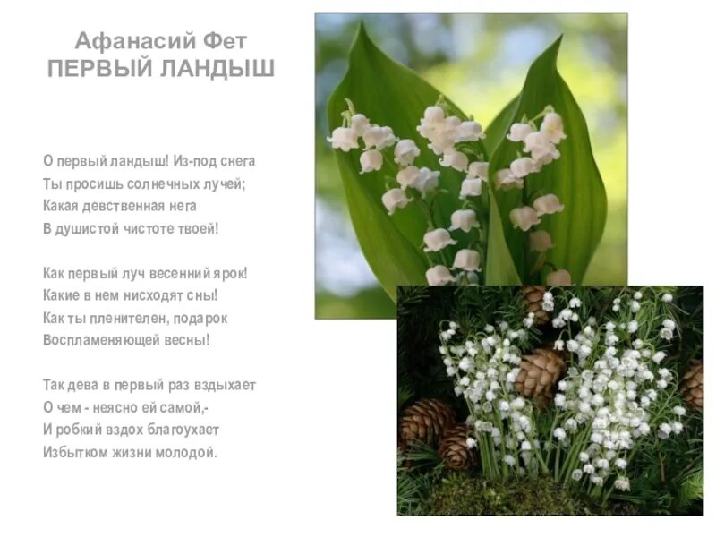 Ландыши камыши текст. Ландыши камыши текст. Ландыши текст. Ландыши камыши текст. Ландыши ландыши текст.