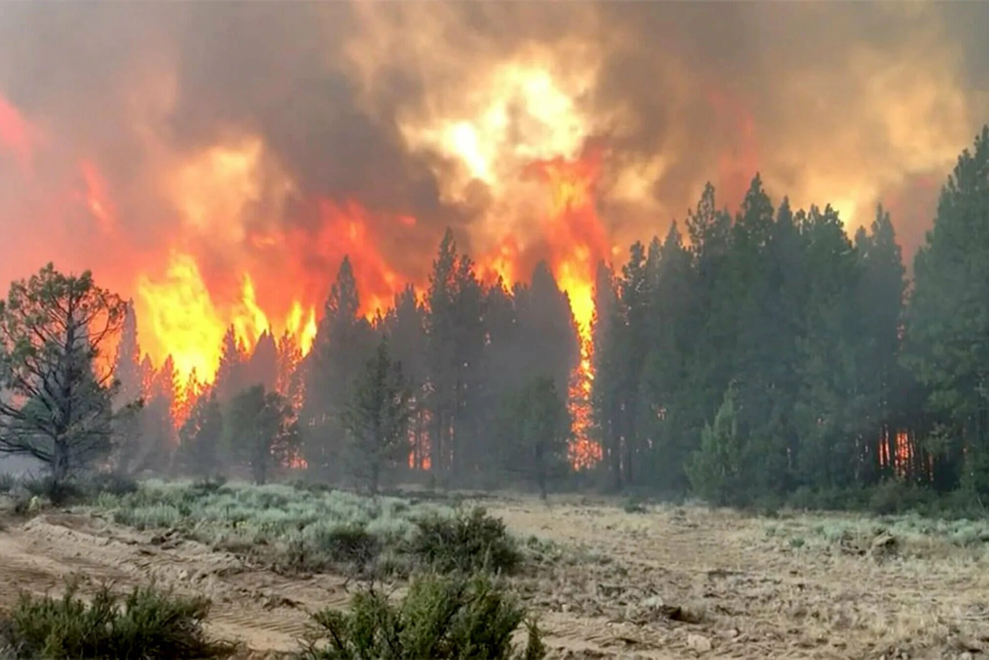 Лесные пожары в США 2022. Пожар в лесу. Лес в огне. Самые крупные Лесные пожары.