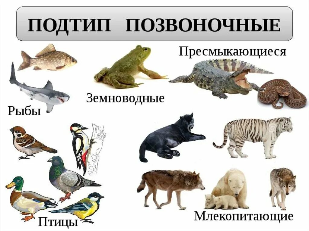 Млекопитающие примеры названия. Позвоночные животные. Млекопитающие и пресмыкающиеся. Млекопитающие и пресмыкающиеся и земноводные. Позвоночные представители.