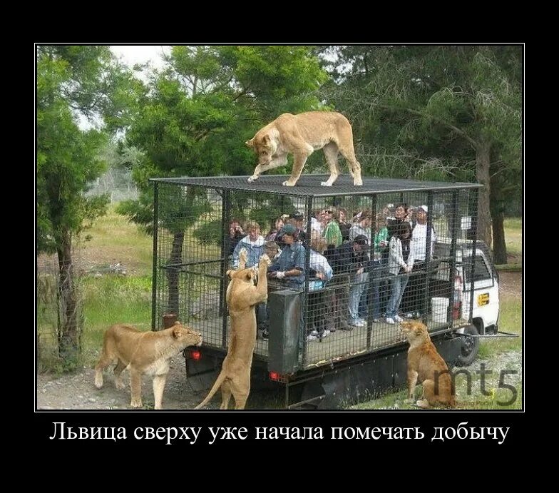 Обед в зоопарке. Зоопарк прикол. Зверинец Мем. Шутки про зоопарк. Зоопарк демотиватор.